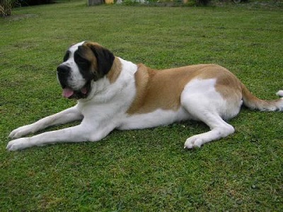 Сенбернар фото