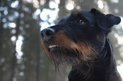 Немецкий ягдтерьер