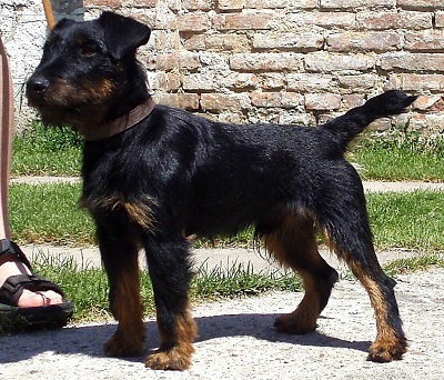 Немецкий ягдтерьер