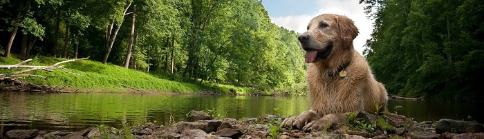 Гостиница для собак "Пет-Инн.Ру"