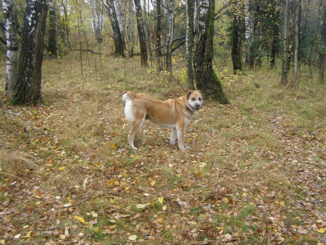 И пройдусь по лесу